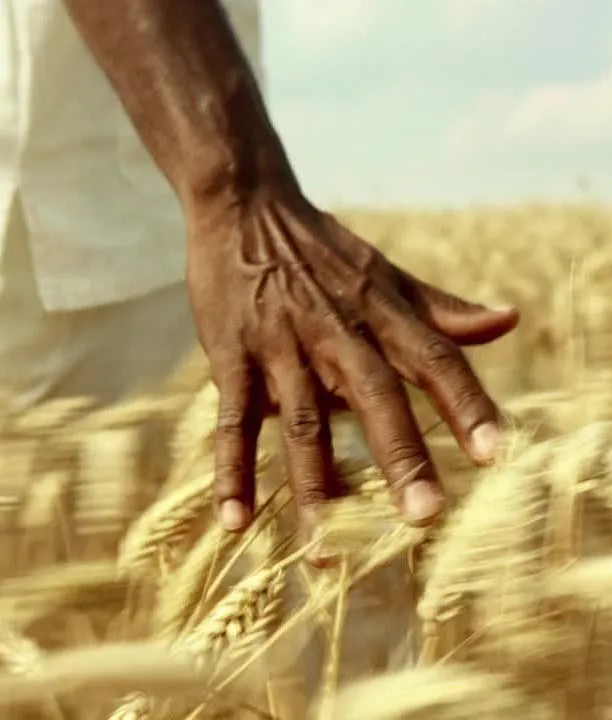 Mano recorriendo un cultivo de trigo